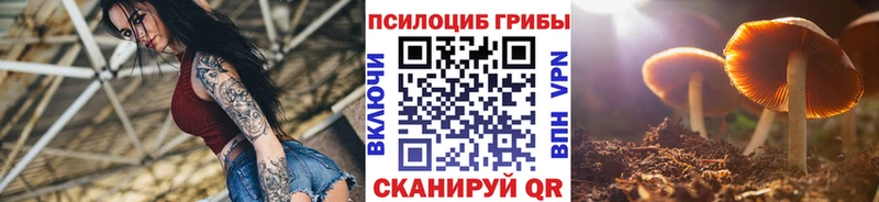 сколько стоит  Юрга  Псилоцибиновые грибы Psilocybine cubensis 